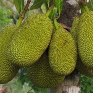 Jackfruit Live Plant – 6-8 inch Tall, 4 inch Pot – Tropical Fruit Tree - Image 1