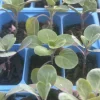Jade E Cross Brussels Sprouts Live Plants - 6 Pack, 4 Inch Tall, 75+ Days Old, Outdoor Vegetable - Image 1