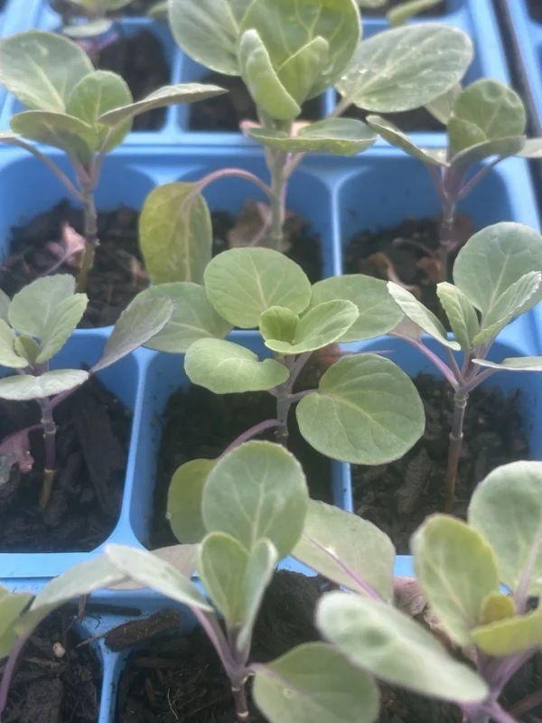 Jade E Cross Brussels Sprouts Live Plants - 6 Pack, 4 Inch Tall, 75+ Days Old, Outdoor Vegetable - Image 1