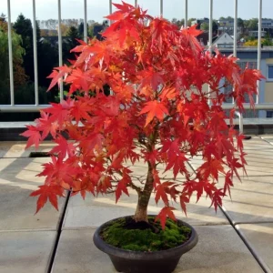 Japanese Maple Bonsai Acer palmatum Live Plant or Seeds - Indoor/Outdoor - Image 2