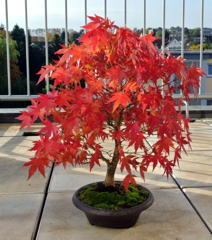 Japanese Maple Bonsai Acer palmatum Live Plant or Seeds - Indoor/Outdoor - Image 2