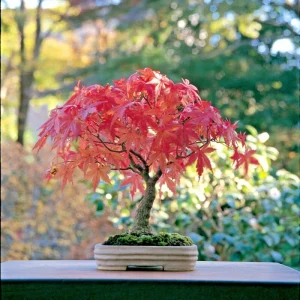 Japanese Maple Bonsai Acer palmatum Live Plant or Seeds - Indoor/Outdoor - Image 1