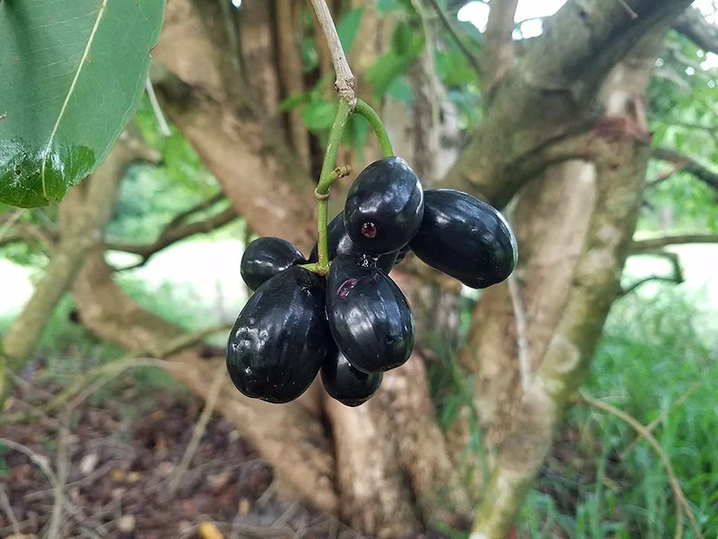 Java Plum Live Plant - Black Jambu Plum Tree, 1/2 Gallon Pot, Tropical Fruit - Image 2