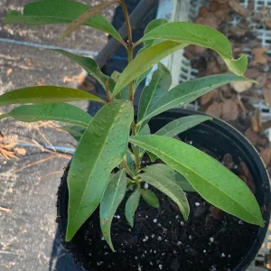 Java Plum Live Plant - Black Jambu Plum Tree, 1/2 Gallon Pot, Tropical Fruit - Image 1