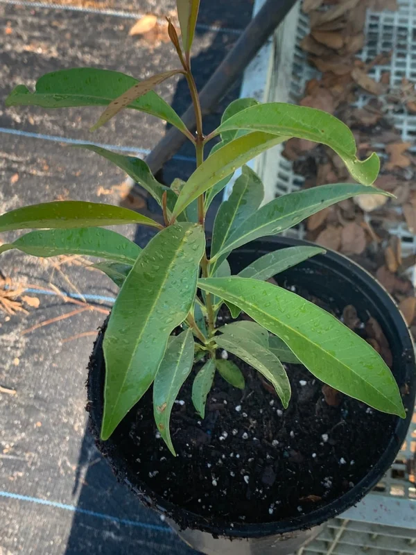 Java Plum Live Plant - Black Jambu Plum Tree, 1/2 Gallon Pot, Tropical Fruit - Image 1