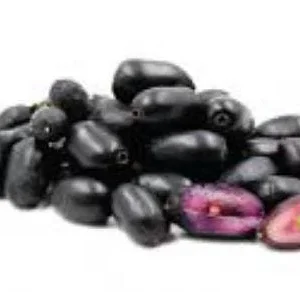 Java Plum Live Plant - Syzygium cumini - 1-2ft Tall - 1 Gallon Pot - Outdoor Fruit Tree - Image 2
