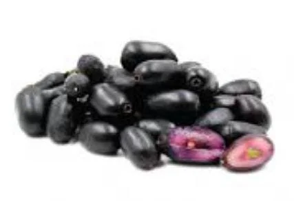 Java Plum Live Plant - Syzygium cumini - 1-2ft Tall - 1 Gallon Pot - Outdoor Fruit Tree - Image 2