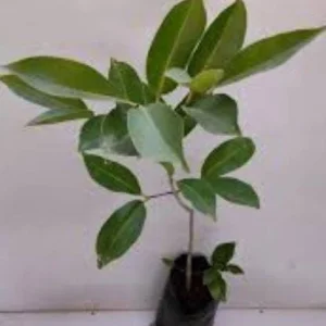 Java Plum Live Plant - Syzygium cumini - 1-2ft Tall - 1 Gallon Pot - Outdoor Fruit Tree - Image 3