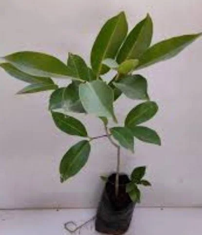 Java Plum Live Plant - Syzygium cumini - 1-2ft Tall - 1 Gallon Pot - Outdoor Fruit Tree - Image 3
