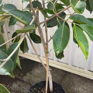 Java Plum Live Plant - Syzygium cumini - 1-2ft Tall - 1 Gallon Pot - Outdoor Fruit Tree - Image 4