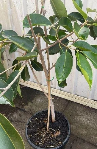 Java Plum Live Plant - Syzygium cumini - 1-2ft Tall - 1 Gallon Pot - Outdoor Fruit Tree - Image 4