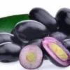 Java Plum Live Plant - Syzygium cumini - 1-2ft Tall - 1 Gallon Pot - Outdoor Fruit Tree - Image 1