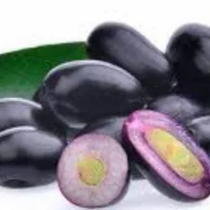 Java Plum Live Plant - Syzygium cumini - 1-2ft Tall - 1 Gallon Pot - Outdoor Fruit Tree - Image 1