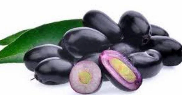 Java Plum Live Plant - Syzygium cumini - 1-2ft Tall - 1 Gallon Pot - Outdoor Fruit Tree - Image 1