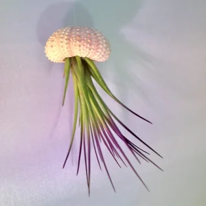 Jellyfish Air Plant Hanger - Purple Tricolor Tillandsia in Sea Urchin Shell - Image 2