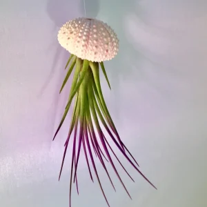 Jellyfish Air Plant Hanger - Purple Tricolor Tillandsia in Sea Urchin Shell - Image 3
