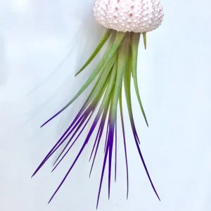 Jellyfish Air Plant Hanger - Purple Tricolor Tillandsia in Sea Urchin Shell - Image 4