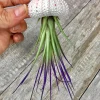 Jellyfish Air Plant Hanger - Purple Tricolor Tillandsia in Sea Urchin Shell - Image 1