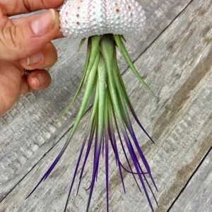 Jellyfish Air Plant Hanger - Purple Tricolor Tillandsia in Sea Urchin Shell - Image 1