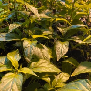 Jimmy Nardello Sweet Italian Pepper Live Plants – Heirloom Red Pepper, 3-Pack - Image 2