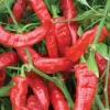 Jimmy Nardello Sweet Italian Pepper Live Plants – Heirloom Red Pepper, 3-Pack - Image 1