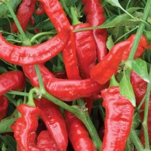 Jimmy Nardello Sweet Italian Pepper Live Plants – Heirloom Red Pepper, 3-Pack - Image 1