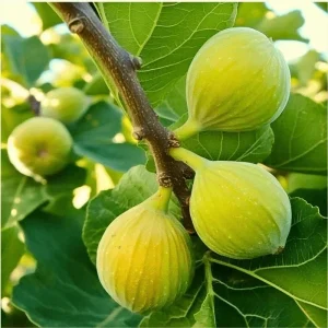 Kadota Fig Tree Live Plant - Ficus carica White Honey Fig - 5-9 in - Cold Hardy Zone 7-10 - Image 4