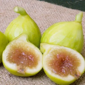 Kadota Fig Tree Live Plant - Ficus carica White Honey Fig - 5-9 in - Cold Hardy Zone 7-10 - Image 5