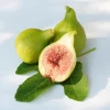 Kadota Fig Tree Live Plant - Ficus carica White Honey Fig - 5-9 in - Cold Hardy Zone 7-10 - Image 1