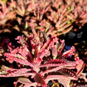 Kalanchoe Pink Butterflies Seeds - Pink Mother of Thousands Succulent - 15+ Seeds - Image 2