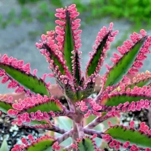 Kalanchoe Pink Butterflies Seeds - Pink Mother of Thousands Succulent - 15+ Seeds - Image 1