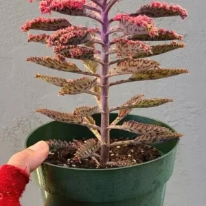 Kalanchoe Pink Butterflies Seeds - Rare Mother of Thousands Succulent, 25 Seeds - Image 3