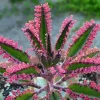Kalanchoe Pink Butterflies Seeds - Rare Mother of Thousands Succulent, 25 Seeds - Image 1