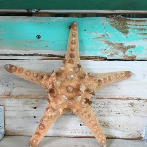 Knobby Brown Starfish Coastal Decor - 8-9 inch Accent Piece - Image 2