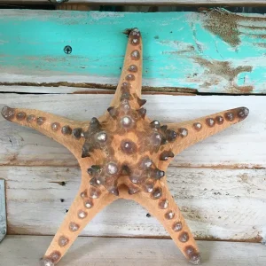 Knobby Brown Starfish Coastal Decor - 8-9 inch Accent Piece - Image 3