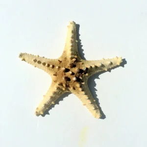 Knobby Brown Starfish Coastal Decor - 8-9 inch Accent Piece - Image 4