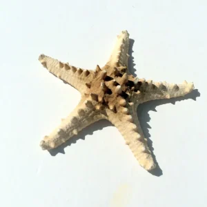 Knobby Brown Starfish Coastal Decor - 8-9 inch Accent Piece - Image 5