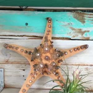 Knobby Brown Starfish Coastal Decor - 8-9 inch Accent Piece - Image 6