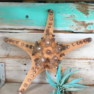 Knobby Brown Starfish Coastal Decor - 8-9 inch Accent Piece - Image 7