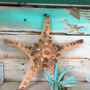 Knobby Brown Starfish Coastal Decor - 8-9 inch Accent Piece - Image 8
