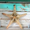 Knobby Brown Starfish Coastal Decor - 8-9 inch Accent Piece - Image 1