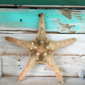 Knobby Brown Starfish Coastal Decor - 8-9 inch Accent Piece - Image 1