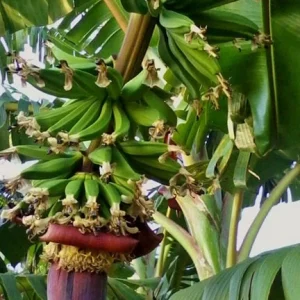 Kokopo Banana Live Plant - Musa acuminata 'Kokopo' - Fruit Tree - 4-6 inch - Image 3