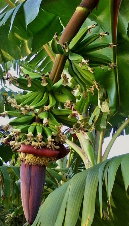 Kokopo Banana Live Plant - Musa acuminata 'Kokopo' - Fruit Tree - 4-6 inch - Image 3