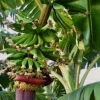 Kokopo Banana Live Plant - Musa acuminata 'Kokopo' - Fruit Tree - 4-6 inch - Image 1