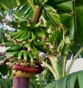 Kokopo Banana Live Plant - Musa acuminata 'Kokopo' - Fruit Tree - 4-6 inch - Image 1