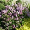 Korean Lilac 'Palibin' Live Plant - Fragrant Starter Shrub - 6 Inch - Image 1