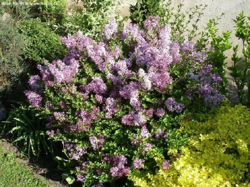 Korean Lilac 'Palibin' Live Plant - Fragrant Starter Shrub - 6 Inch - Image 1