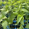 Kung Pao Chili Live Plant - Set of 3 Super Hot Pepper Plants, 75 Days Old, Capsicum annuum - Image 1