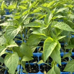 Kung Pao Chili Live Plant - Set of 3 Super Hot Pepper Plants, 75 Days Old, Capsicum annuum - Image 1